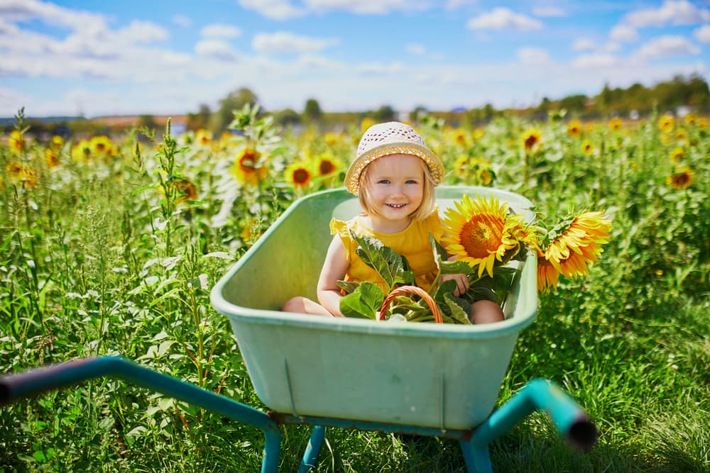 picture of little girl in a wheelbarrow in a sunflower field for a blog post on middle names for Parker