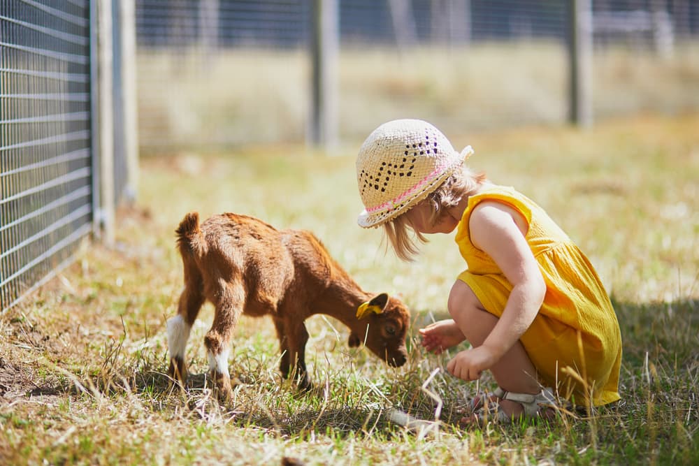 picture of little girl feeding a goat