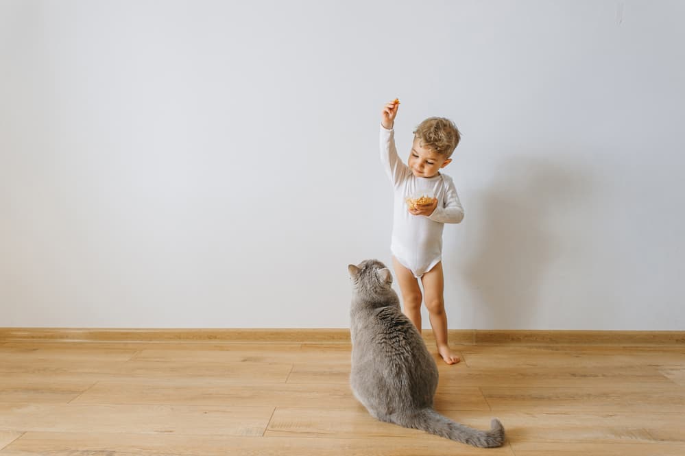 picture of little boy holding a treat up for a cat