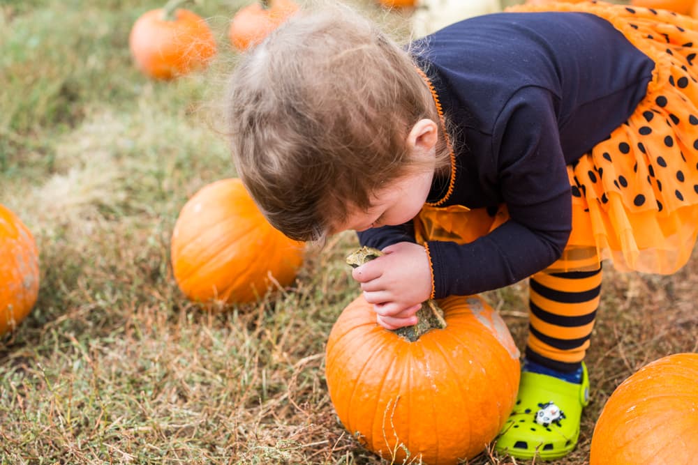 toddler girl in pumpkin patch bending down to lift small pumpkin by stem
